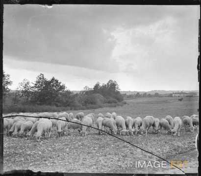 Troupeau de moutons (Portieux)